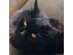Adopt Milo Cat OS NV a Domestic Medium Hair