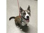 Adopt Klaus a Siberian Husky / American Pit Bull Terrier / Mixed dog in
