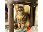 Adopt Maddie a Domestic Longhair / Mixed cat in Escondido, CA (41555455)