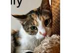 Adopt Dolly a Calico or Dilute Calico Domestic Shorthair (short coat) cat in