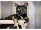 Adopt Carmelo a Tortoiseshell Domestic Shorthair (short coat) cat in Coupeville