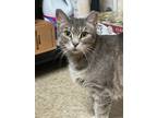 Adopt Tiger Lily a Domestic Shorthair / Mixed (short coat) cat in Sewell