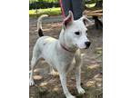 Adopt Sugar (Lemon) a Terrier (Unknown Type, Small) / Jack Russell Terrier /
