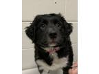 Adopt Libby a Labrador Retriever / Mixed dog in Quesnel, BC (41555426)