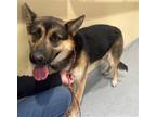 Adopt JILLIAN a German Shepherd Dog / Mixed dog in Tustin, CA (41555037)