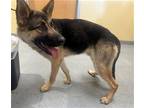 Adopt JASON a German Shepherd Dog / Mixed dog in Tustin, CA (41555036)