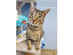Adopt Nettle a Brown Tabby Domestic Shorthair / Mixed Breed (Medium) / Mixed