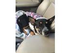 Adopt Gypsy a Black - with Tan, Yellow or Fawn Dachshund / Miniature Pinscher /