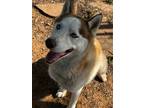 Adopt Orion a Husky / Mixed dog in Duncan, OK (41555403)