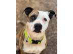 Adopt Keena a American Pit Bull Terrier / Mixed dog in Duncan, OK (41555396)