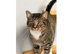 Adopt Greyson a Domestic Shorthair / Mixed (short coat) cat in Duncan
