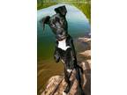 Adopt KOY a Black - with White Pit Bull Terrier / Mixed dog in Tucson