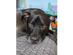 Adopt Mikko Morgan a Black - with White American Staffordshire Terrier / Boxer /