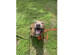 Adopt Elsie a Brindle - with White American Staffordshire Terrier / Pit Bull