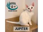 Adopt Jupiter a White (Mostly) Domestic Shorthair (short coat) cat in