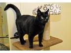 Adopt Mago a Black (Mostly) Domestic Shorthair (short coat) cat in Coupeville