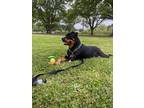 Adopt Mayci a Black - with Tan, Yellow or Fawn Rottweiler / Mixed dog in