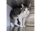 Adopt Mr. Biggles a Brown Tabby Domestic Shorthair / Mixed (short coat) cat in
