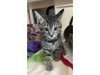 Adopt Shale a Domestic Shorthair / Mixed cat in Oakland, CA (41555320)