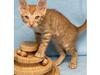Adopt Crackle a Orange or Red Domestic Shorthair / Mixed Breed (Medium) / Mixed