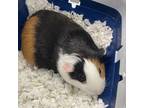 Adopt Amir a Guinea Pig small animal in Des Moines, IA (41555313)