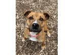 Adopt Caramel Delight a Pit Bull Terrier / Mixed dog in Lincoln, NE (41555309)