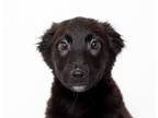 Adopt Clarke a Labrador Retriever / Mixed dog in San Luis Obispo, CA (41555307)