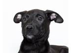 Adopt Lexa a Labrador Retriever / Mixed dog in San Luis Obispo, CA (41555306)