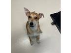 Adopt Cherish a Labrador Retriever / Mixed dog in San Luis Obispo, CA (41555302)