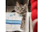 Adopt Ness a Domestic Mediumhair / Mixed cat in Vancouver, WA (41555292)