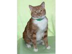 Adopt Charlie - 34607 a Orange or Red (Mostly) Domestic Shorthair / Mixed (short