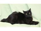 Adopt Charm - 39731 a All Black Domestic Shorthair / Mixed (short coat) cat in