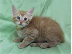 Adopt Olaf - 39758 a Orange or Red Domestic Mediumhair / Mixed (medium coat) cat