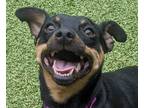 Adopt Roger a Miniature Pinscher / Mixed dog in Silverdale, WA (41555270)