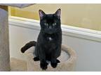 Adopt George a All Black Domestic Shorthair (short coat) cat in Coupeville