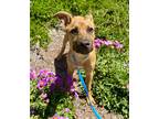Adopt Éclair a Pit Bull Terrier / German Shepherd Dog / Mixed dog in Monterey