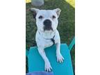 Adopt Wally a American Staffordshire Terrier / Mixed dog in Tulare