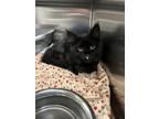 Adopt May a Domestic Mediumhair / Mixed cat in Spokane Valley, WA (41555261)
