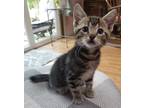 Adopt Fred a Domestic Shorthair / Mixed cat in Sherwood, OR (41555258)