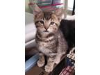 Adopt Frankie a Domestic Shorthair / Mixed cat in Sherwood, OR (41555257)
