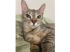 Adopt Turkey a Domestic Shorthair / Mixed cat in Sherwood, OR (41555256)