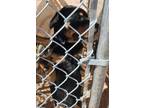 Adopt Phantom* a Black Rottweiler dog in Kingman, AZ (41555238)