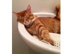 Adopt Zimba a Orange or Red Tabby / Mixed (medium coat) cat in San Diego