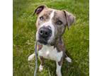 Adopt Banjo (mcas) a American Pit Bull Terrier / Mixed dog in Troutdale