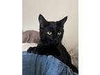 Adopt Sevyn a Black (Mostly) American Shorthair / Mixed (short coat) cat in