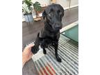 Adopt Breezy a Black Labrador Retriever / Mixed dog in Houston, TX (41555211)