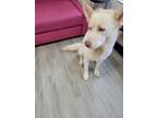 Adopt Blu a Tan/Yellow/Fawn - with White Husky / Mixed dog in Lennox