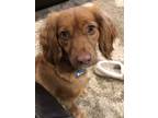 Adopt Stowe a Tan/Yellow/Fawn Cockapoo / Mixed dog in Rochester, NY (40035152)