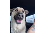 Adopt Roscoe a Brindle German Shepherd Dog / Mixed dog in Whittier