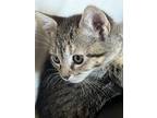 Adopt Whisper a Domestic Shorthair / Mixed cat in Mipiltas, CA (41555127)